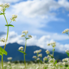 そばの花